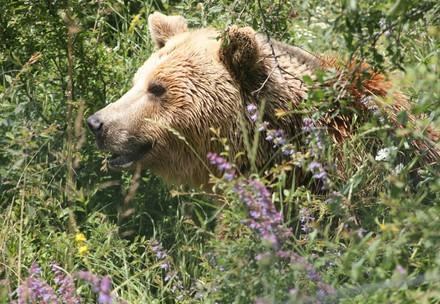 Brown bear Mira