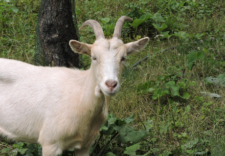 A goat at EGS in Austria