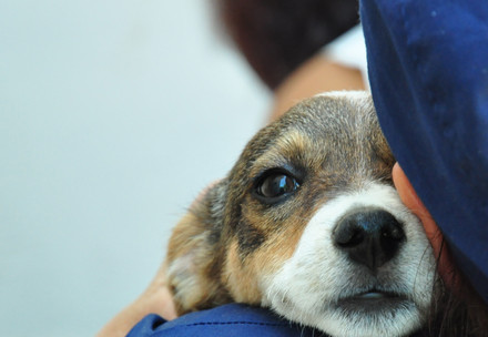 Puppy at the vets