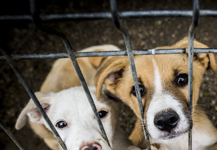 Puppy in a shelter
