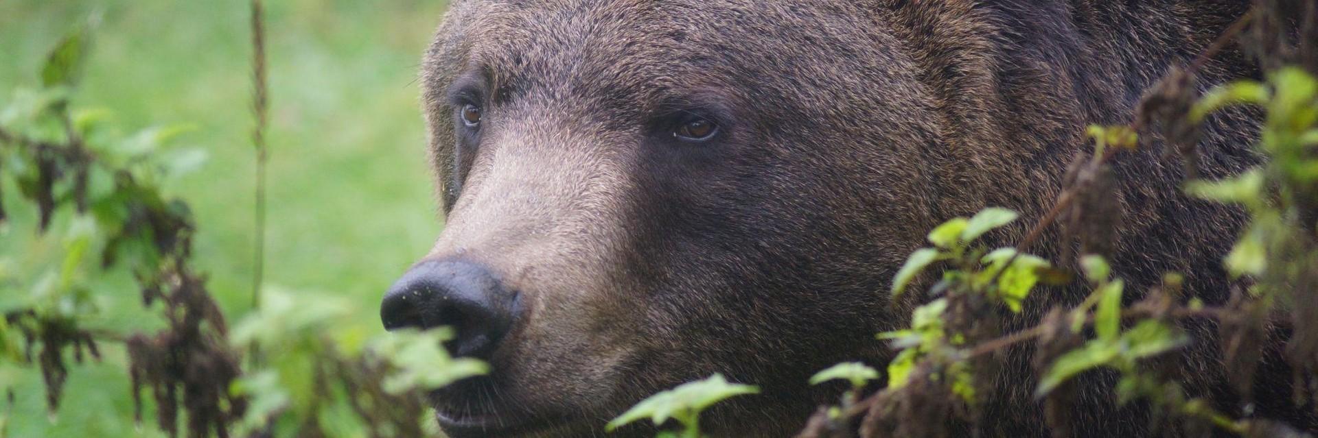 Bear Erich at BEAR SANCTUARY Arbesbach