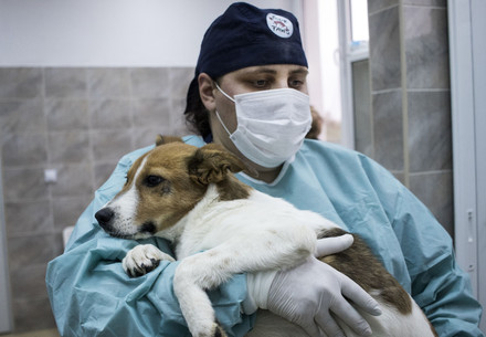 Animal Welfare and COVID-19