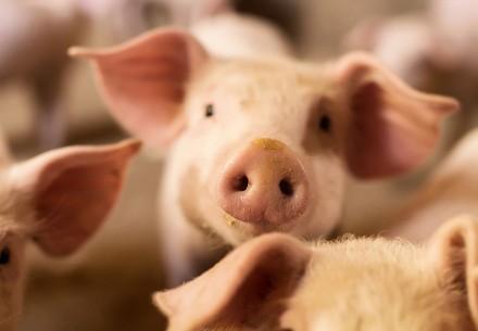 Pig