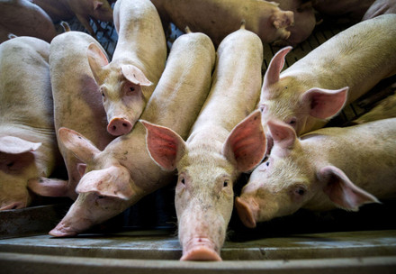 Factory farming