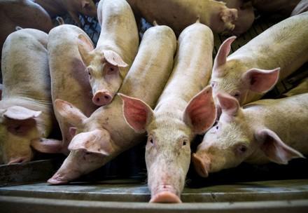 Pigs crammed together in a tiny cage in factory farming