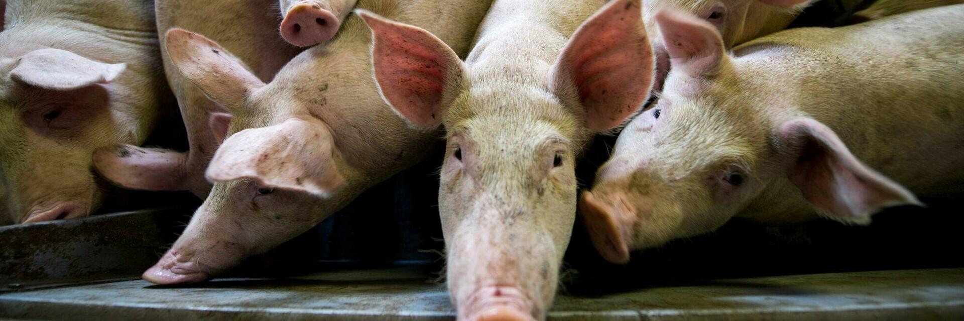 Factory farming Factory farming