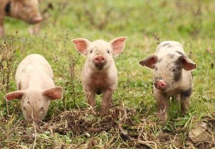 Piglets