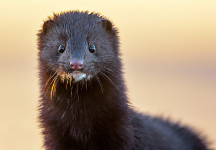Position Papers on Pandemic Prevention Mink