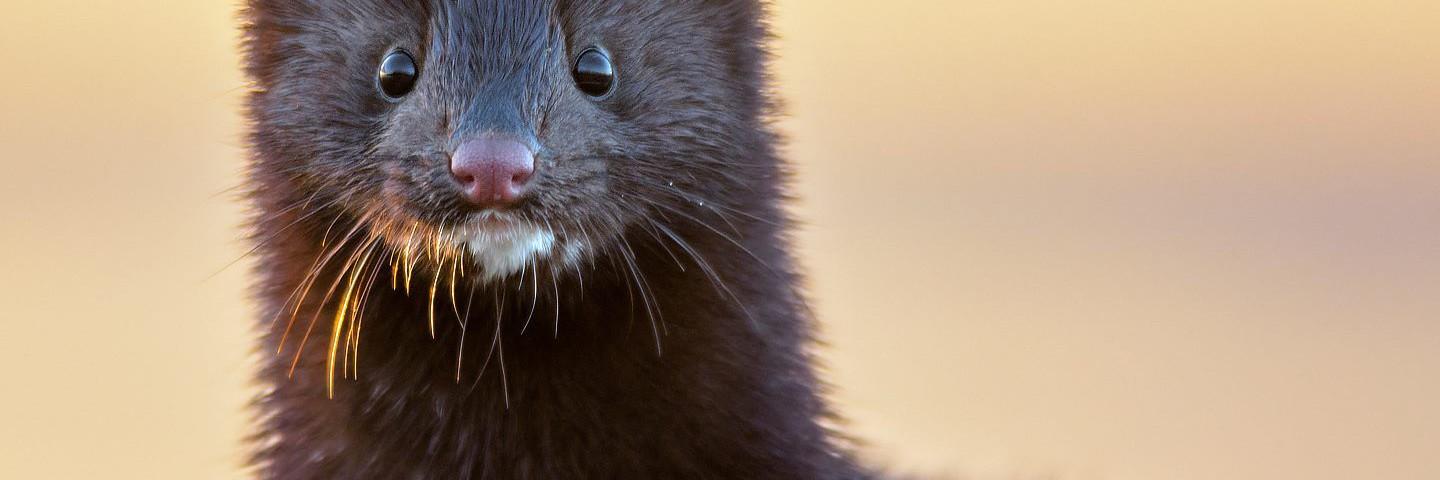 Mink