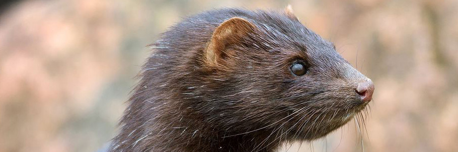 Mink