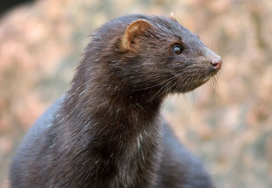 Brown mink