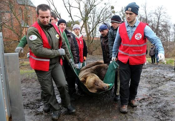 Rescue of bears Pietka & Wojtusia 