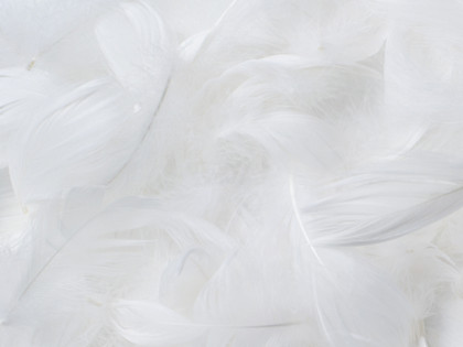 Down feathers