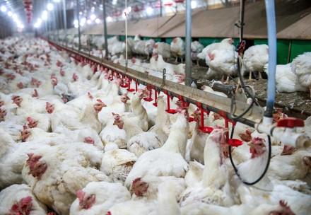 Human, Animal & Planetary Health Chickens on broiler farm