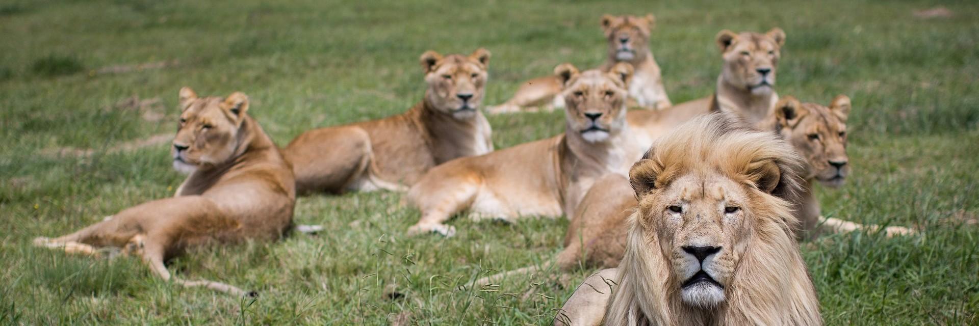 Lions at LIONSROCK Big Cat Sanctuary