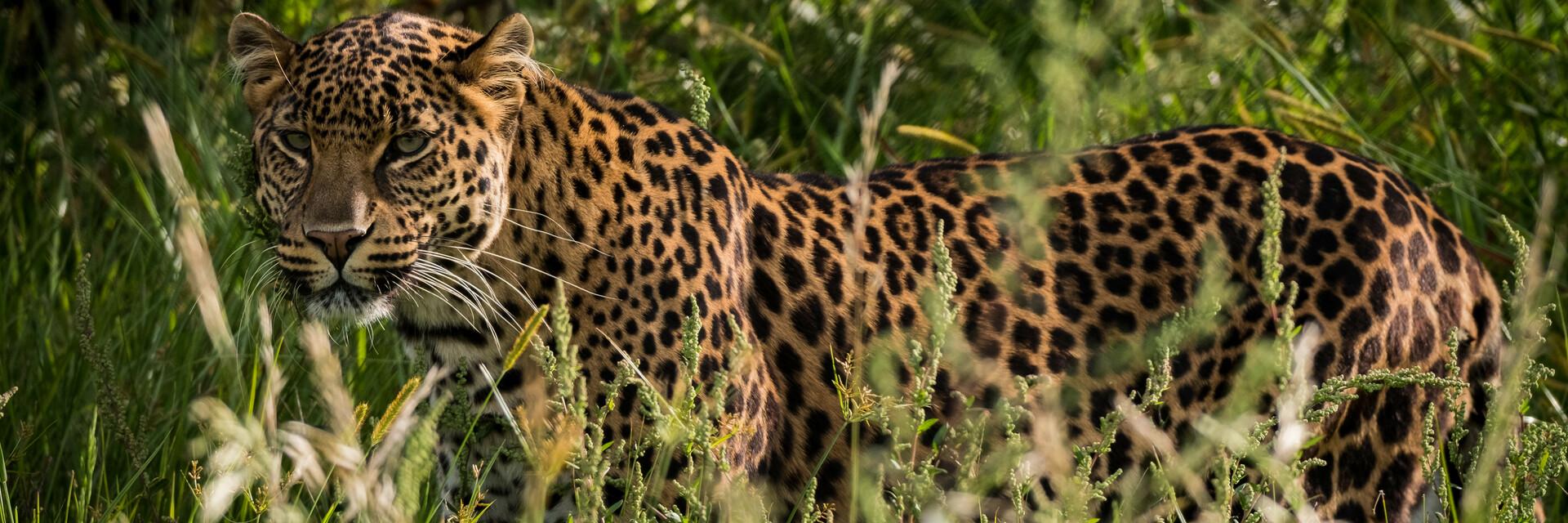 Leopard Bakari Leopard Bakari