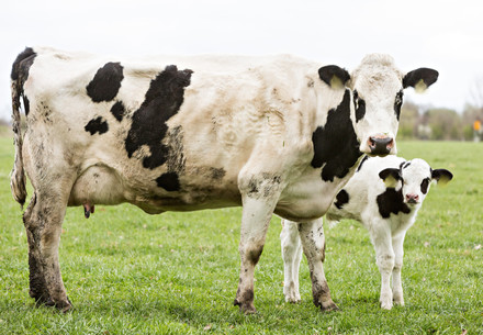 Mother cow and calf
