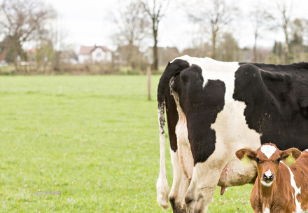 Cattle