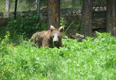 Bear Violeta enjoys her life