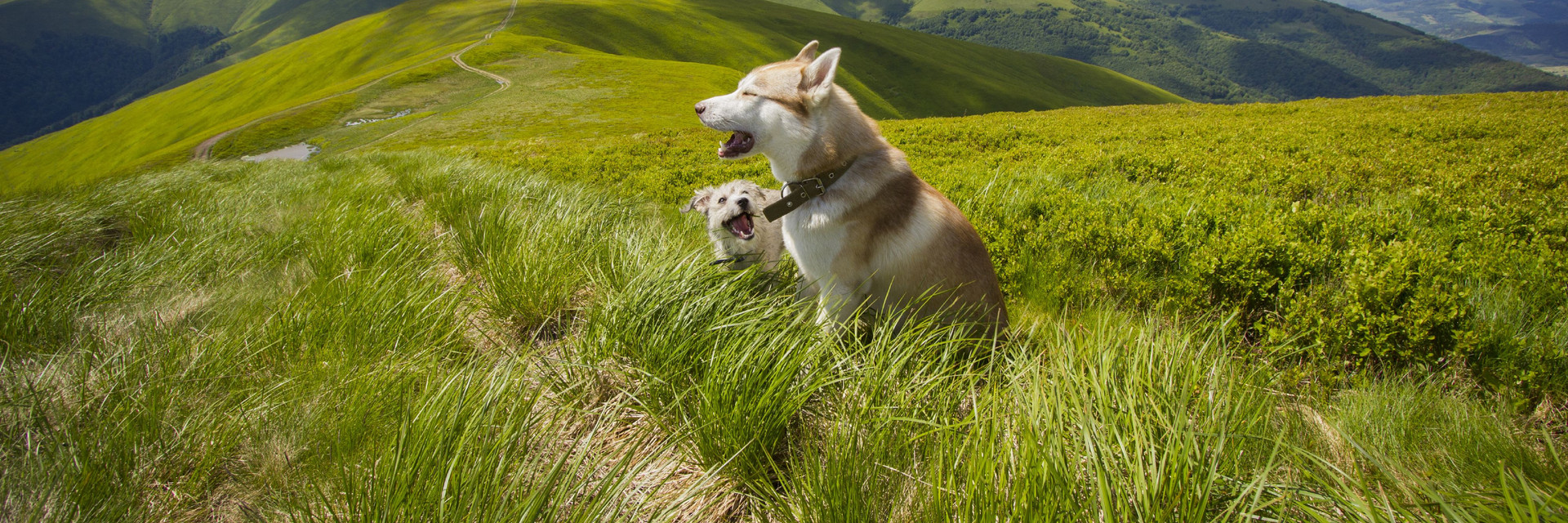 Dogs outside