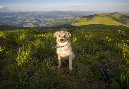Dog outside