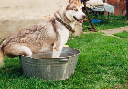 Dog with collar