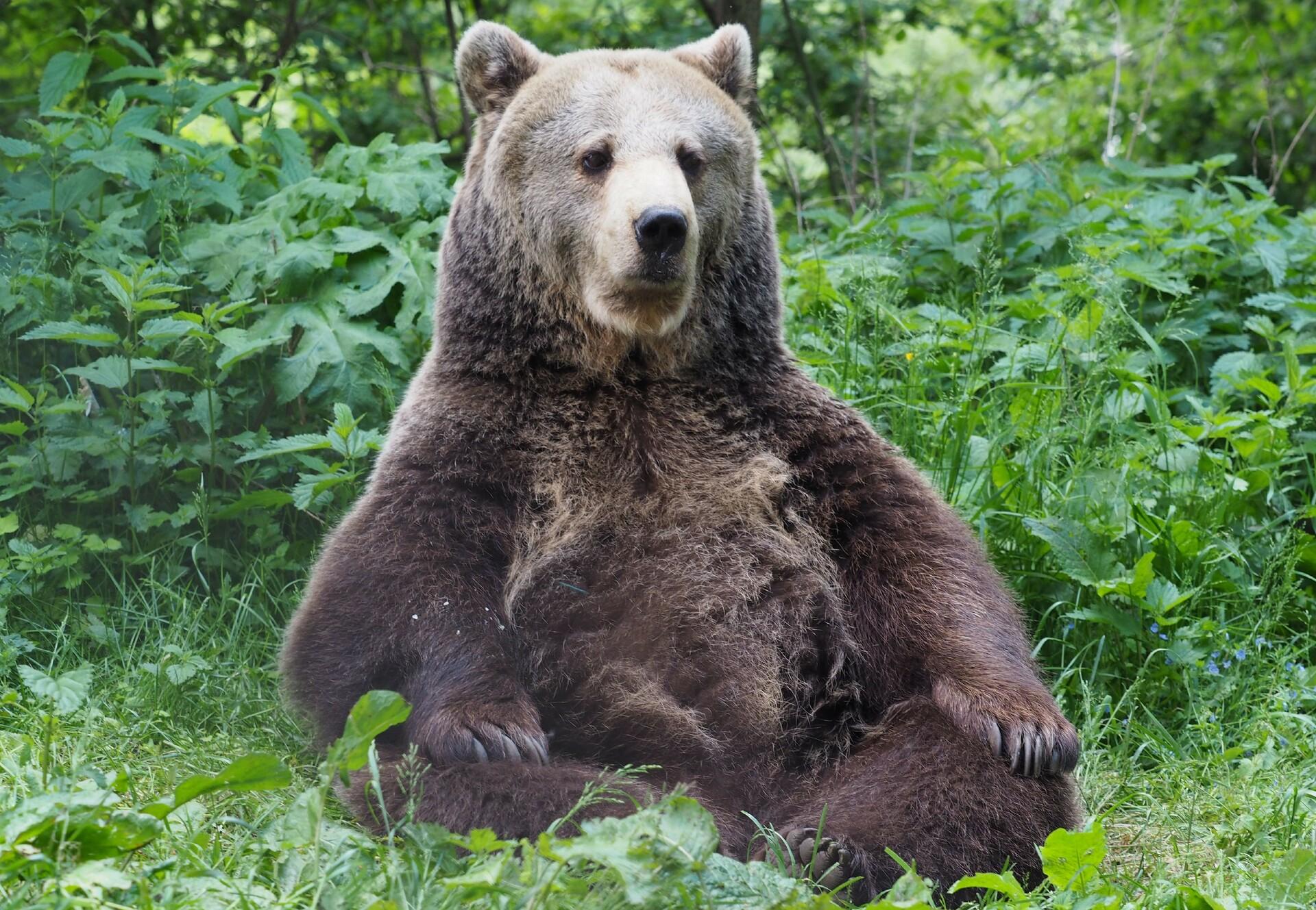 Brumca at BEAR SANCTUARY Arbesbach