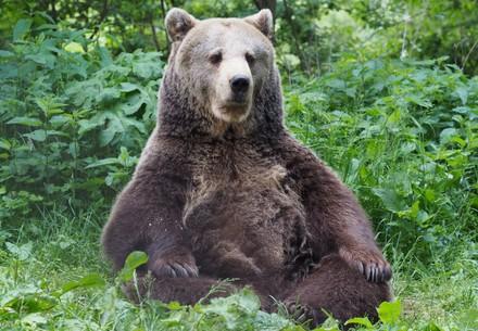 Brumca at BEAR SANCTUARY Arbesbach