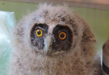 Recovered owlet