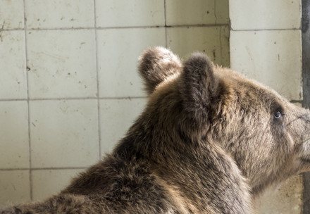 Bear Jeta