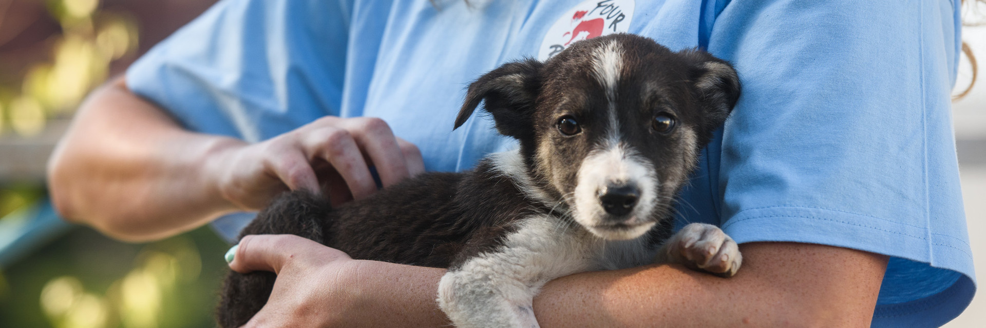 Rescued stray puppy in Ukraine