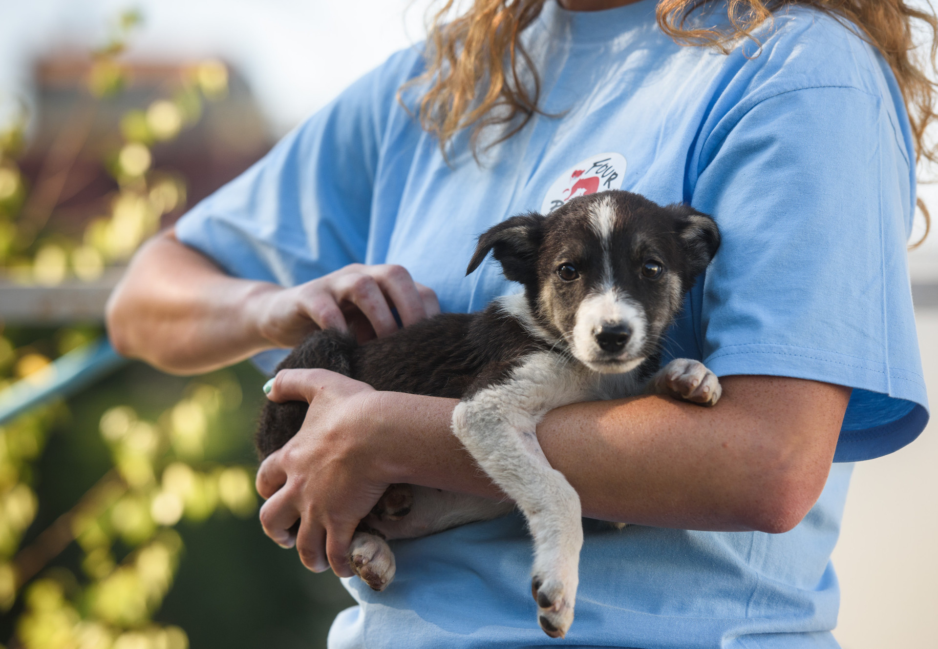 Stray puppy