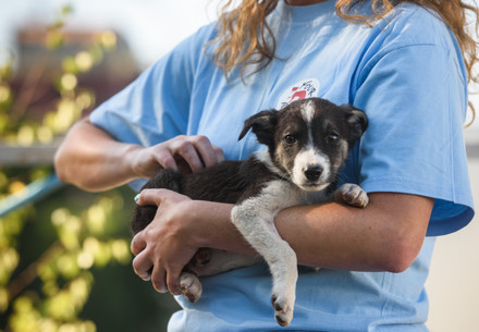 Stray puppy