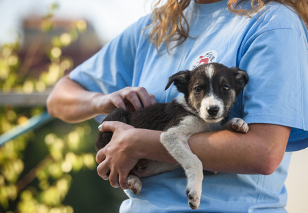 Stray puppy