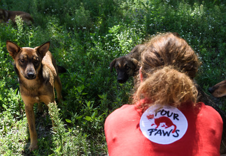 Help animals in need