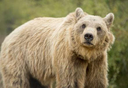 Bear Pashuk