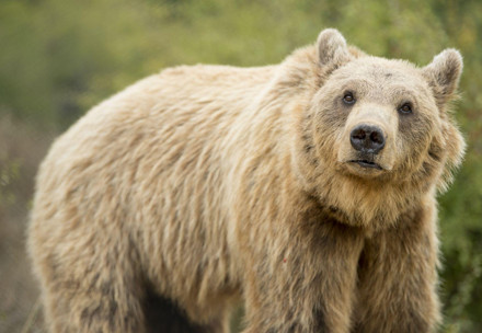 Brown bear