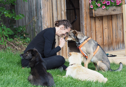 Companion Animals