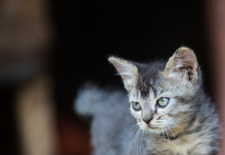 Stray cat in Indonesia