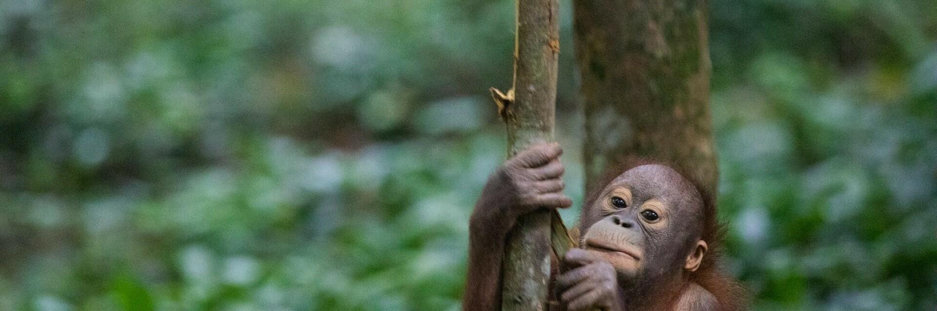 Orangutan at our ORANGUTAN FOREST SCHOOL
