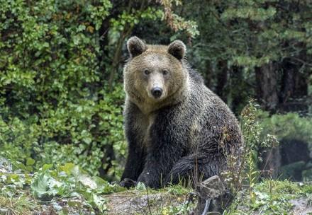 Bear Riku to BEAR SANCTUARY Belitsa