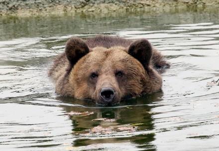 Bear Manya