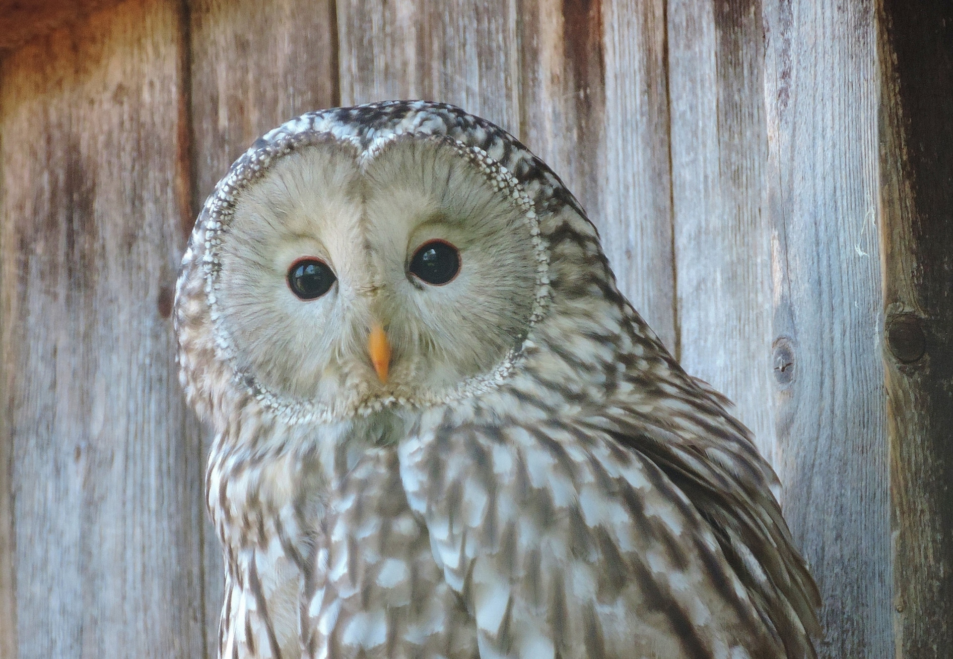 Owl at EGS in Austria