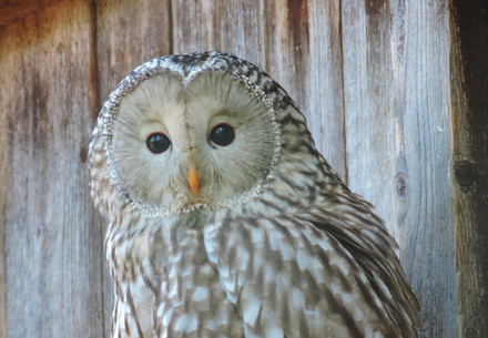 Owl at EGS in Austria