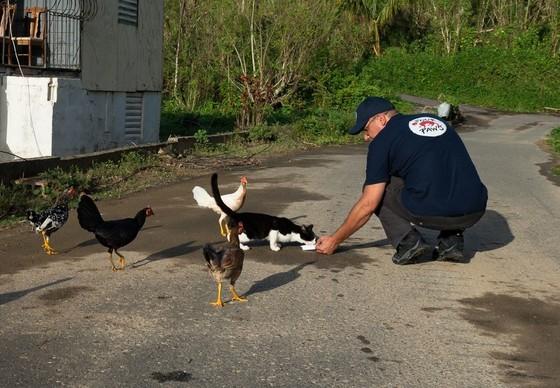 Helping animals following Hurricane Maria, Puerto Rico