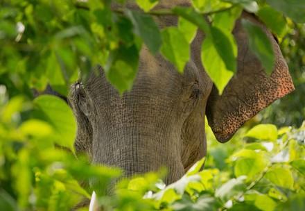 Elephants