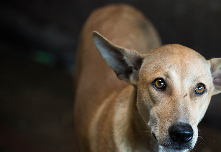Scared dog