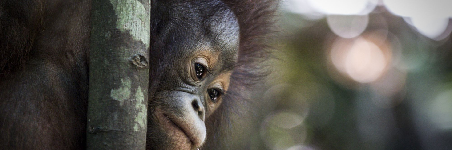 Orphaned orangutans climbing in a tree in Indonesian Borneo