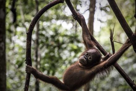 Orangutan Cantik