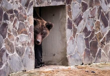Bear Mashutka